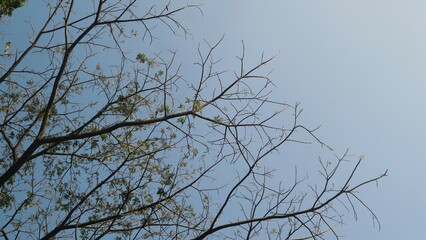 Obraz premium View from under the tree with blue sky background, copy space