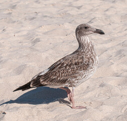 close up of a sea bird walking on the sand of a beach in la paz baja california sur. sunny summer morning and vacation.
