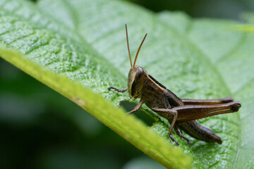 Grasshopper from woods of sirsi, Karnataka