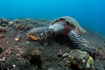 Hawksbill Turtle - Eretmochelys imbricata. Coral reefs. Diving and wide angle underwater photography. Tulamben, Bali, Indonesia.	