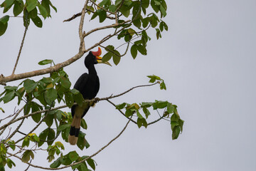 Naklejka premium Amazing closeup of a wild rhino hornbill