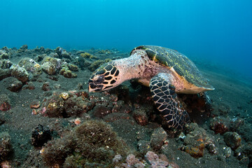 Obraz na płótnie Canvas Hawksbill Turtle - Eretmochelys imbricata. Coral reefs. Diving and wide angle underwater photography. Tulamben, Bali, Indonesia. 