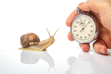 Snail and stopwatch on a white background. Concept speed. Measuring time in a distance. Finish in a...
