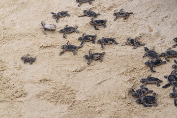 Amazing closeup of baby sea turtles just hatched