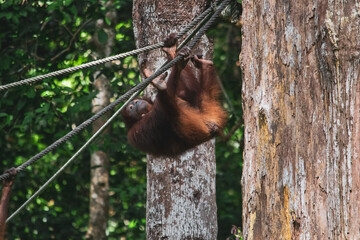 Amazing closeup of a wild orang utan female with the baby