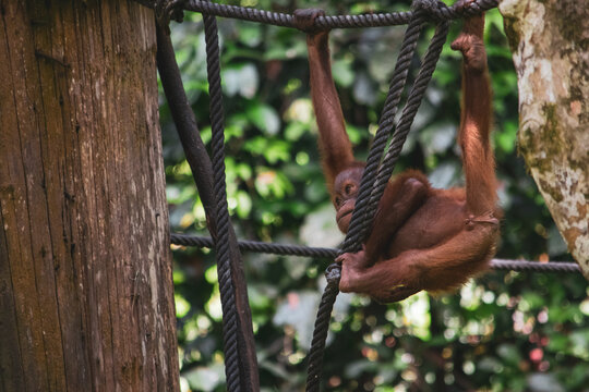Amazing closeup of a wild baby orang utan