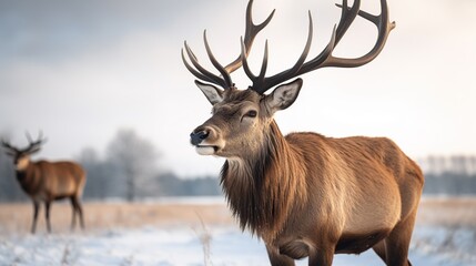 majestic deer with a large rack of antlers standing in a snowy field with a winter sky in the background