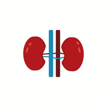 kidney organ icon illustration vector graphic