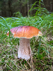 Amazing penny bun mushroom in green grass