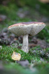 Detail shot of edible mushrooms birch bolete in summer forest