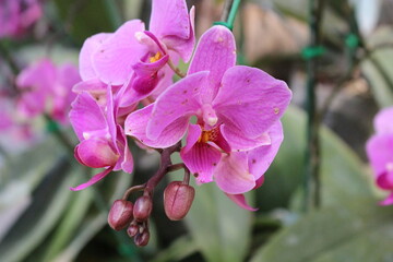 pink orchid flower