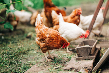 Chiken on the farm. Happy animals at home farming organic culture. Natural living lifestyle animal bird