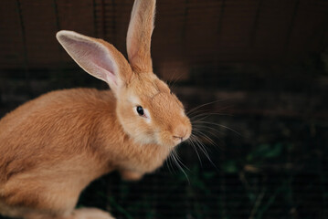 Red ginger rabbit on the farm living happy animal cute pet. Domestic little animals fluffy