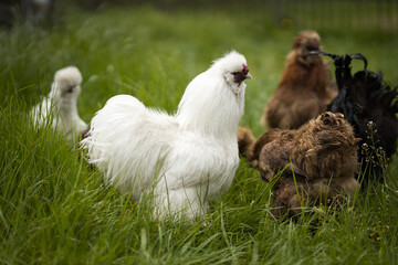 Horizontal portrait of a white silkie rooster, Wugu-ji chicken, walking on grass, foraging on organic farm. Free-range chickens hens in green country garden in background, selective focus, copy space