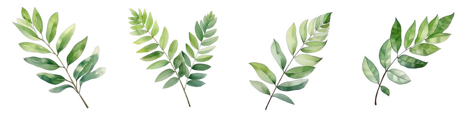 Curry leaf Botanical View On A Clean White Background Soft Watercolour Transparent Background