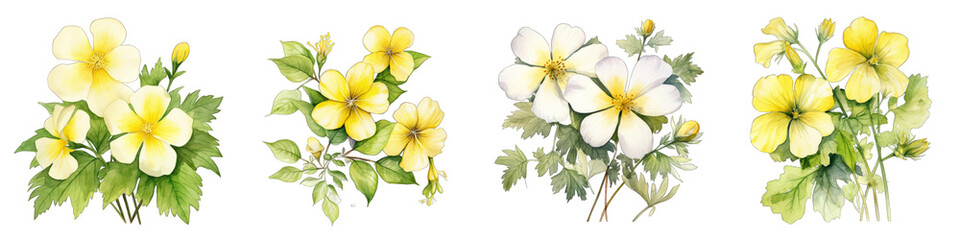 Obraz na płótnie Canvas Damiana Botanical View On A Clean White Background Soft Watercolour Transparent Background