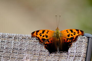 Question mark butterfly rests on top of a patio chair