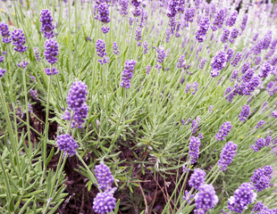 many purple small lavender flowers. aroma . nature . a park . many colors. side view