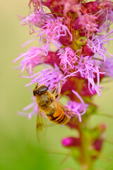 Common drone fly hangs from a dense blazing star flower