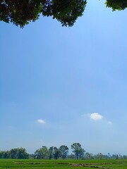 Obraz premium green field and blue sky