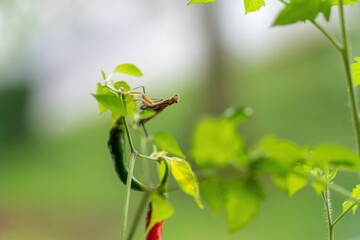 Eropäische Gottesanbeterin(männlich)