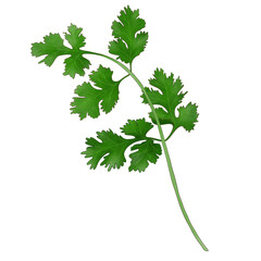 bunch of Coriander, cilantro
