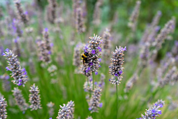 Bombo su lavanda