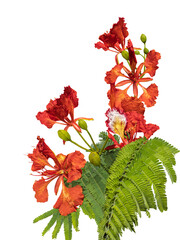 Poinciana regia or Delonix regia and its large inflorescences cut out and isolated. The most common...