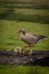 mamma oca conn piccoli