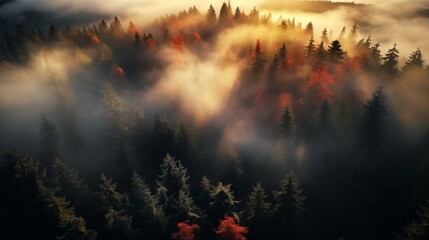 Top view of coniferous forest in autumn at sunset with fog, sunset, God Rays, autumn, drone view