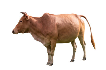Cow beef brown color is an animal agricultural commodity standing sideways and isolated on white or...