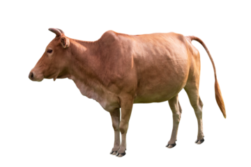 Cow beef brown color is an animal agricultural commodity standing sideways and isolated on white or transparent cutout background.