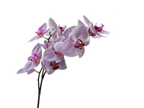 Phalaenopsis orchid cut out and isolated, moth orchid, butterfly, anggrek bulan or moon orchid fPhalaenopsis orchid, moth orchid, butterfly, anggrek bulan or moon orchid