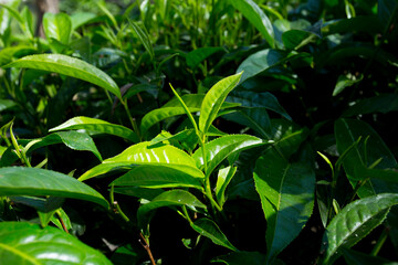 Fototapeta na wymiar Organic green tea plantation in the north of Thailand near Chiang Mai.