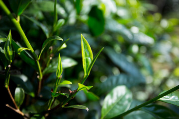 Organic green tea plantation in the north of Thailand near Chiang Mai.