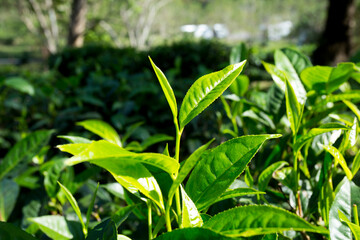 Organic green tea plantation in the north of Thailand near Chiang Mai.