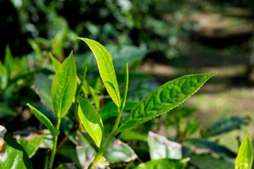 Organic green tea plantation in the north of Thailand near Chiang Mai.
