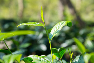 Organic green tea plantation in the north of Thailand near Chiang Mai.