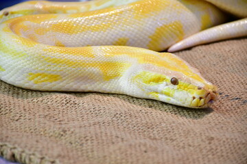 Albino python on the floor, exotix Albino python on the floor, exotic albino snake 