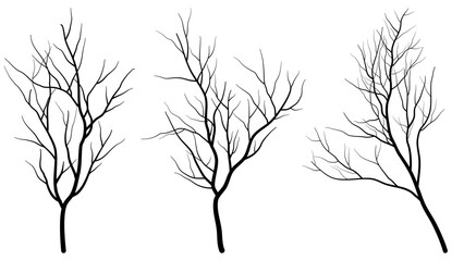 black deciduous tree collection