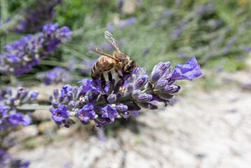 bee on lavender flower in Provence