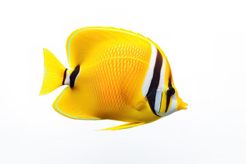 Image of butterflyfish on white background. Fish. Undersea animals. Illustration, Generative AI.