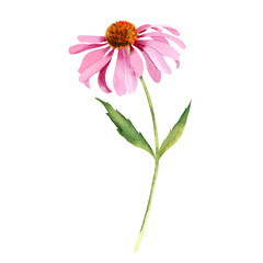 Watercolor pink flower of echinacea purpurea. Hand painted wildflowers for postcards or poligraphy
