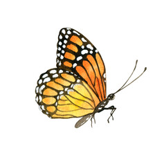 Watercolor  orange garden butterfly. Hand painted illustration of nature for creative projects