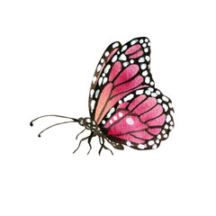 Watercolor  pink garden butterfly. Hand painted illustration of nature for creative projects