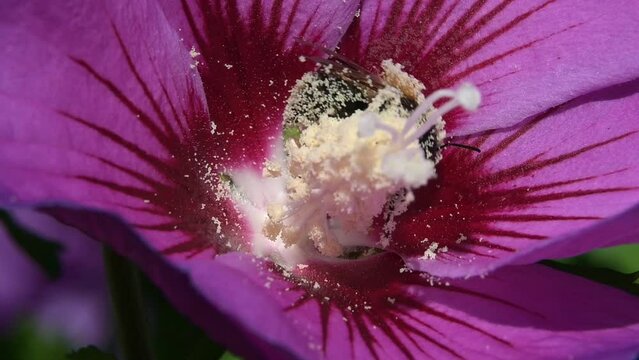 Bumble bee covered in pollen flying away from a Hibiscus flower after pollination. August, Kent, UK. [Slow motion x5]