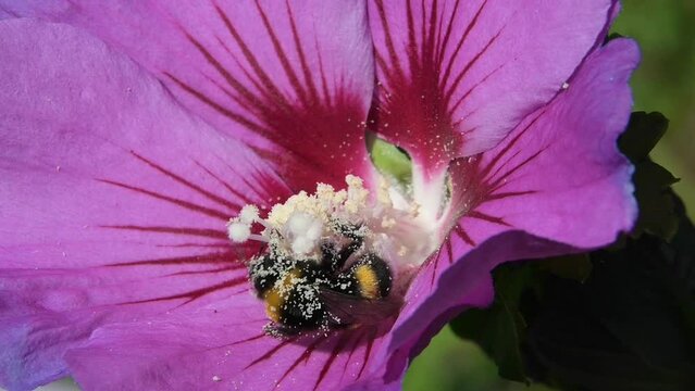 Bumble bee covered in pollen flying away from a Hibiscus flower after pollination. August, Kent, UK. [Slow motion x5]