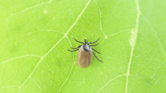 Dangerous insect mite tick  on green leaf. parasite  hedgehog infection mite, drunk on blood,