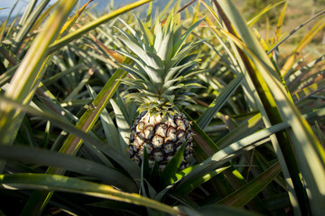 Organic pineapple plantations in the mountains in the Mae Taeng area of ​​northern Chiang Mai,...