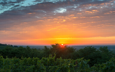 Austria, Burgenland, Oberpullendorf District, near Neckenmarkt, vineyards at sunrise